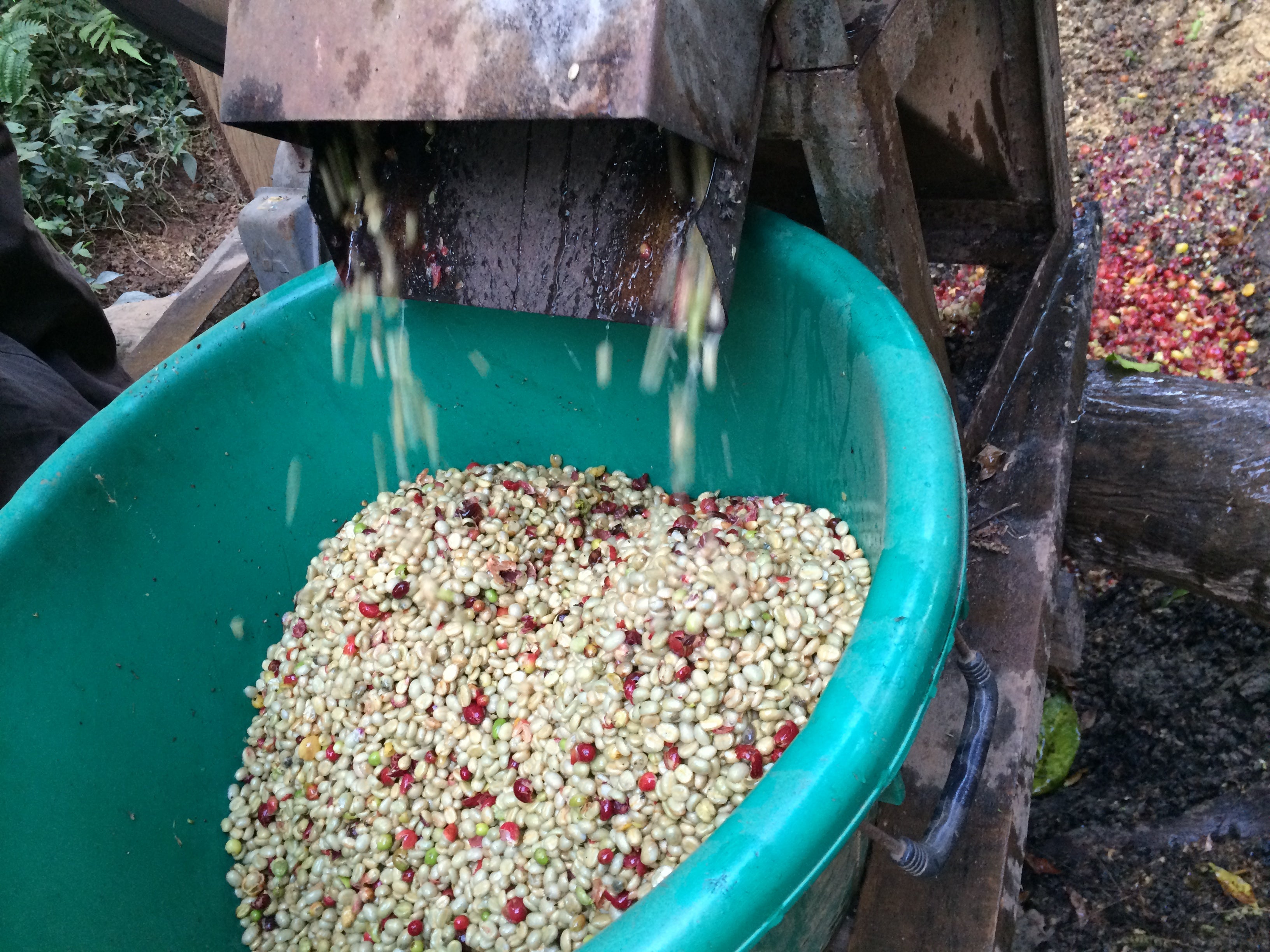 Coffee Processing Methods – Six8 Coffee Roasters